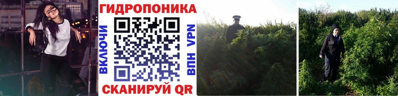 Купить  Подпорожье  Канабис SATIVA & INDICA 
